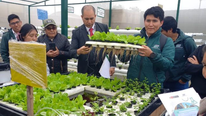 PERÚ: MIDAGRI: Agricultores mejoran su economía con venta de hortalizas con alta calidad genética producidas en módulos hidropónicos