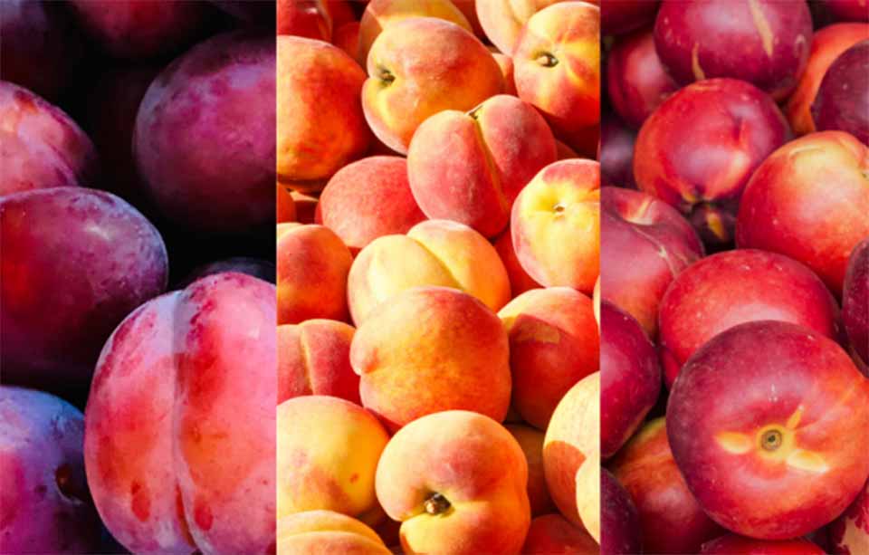 CHILE: Carozos chilenos cierran una desafiante temporada, pero logran récord de exportaciones en valores y volumen