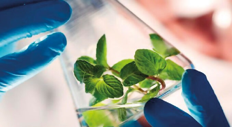 Avances, desafíos y el papel de la biotecnología en la agricultura boliviana