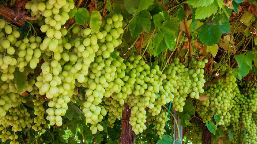 CHILE: Uva de mesa: más volumen exportado y con más presencia de nuevas variedades