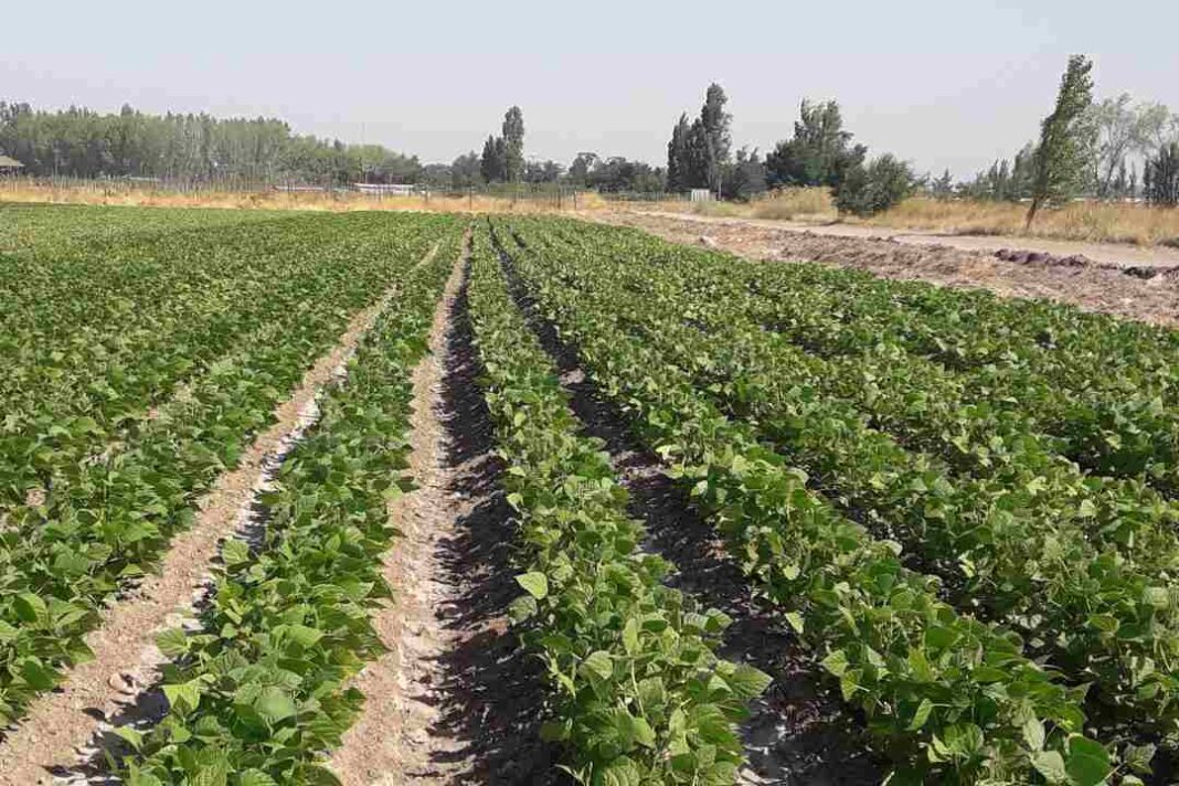 CHILE: Prevención de virosis aumenta el rendimiento en el cultivo de poroto