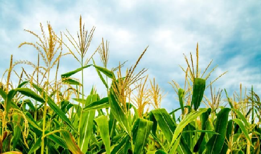 Brasil: Producción de cereales para 2024/25 se estima en 322,3 millones de toneladas