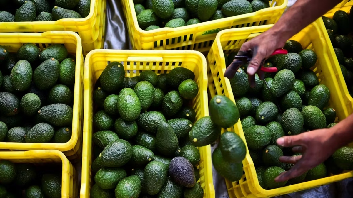 MÉXICO: Por sequía cae 20% producción de aguacate en Jalisco: APEAJAL