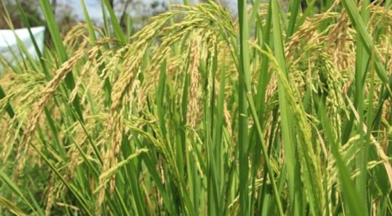 PANAMÁ: Productores estiman pérdidas en unas 300 hectáreas de arroz en Chiriquí