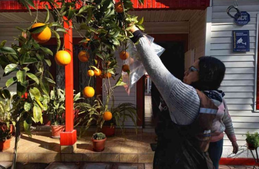 CHILE: SAG informa avances significativos en las campañas de erradicación de mosca de la fruta