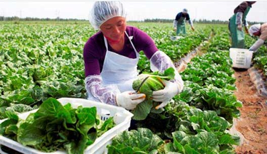CURSO ESPECIALIZADO EN SEGURIDAD Y SALUD EN EL TRABAJO PARA EL SECTOR AGRÍCOLA