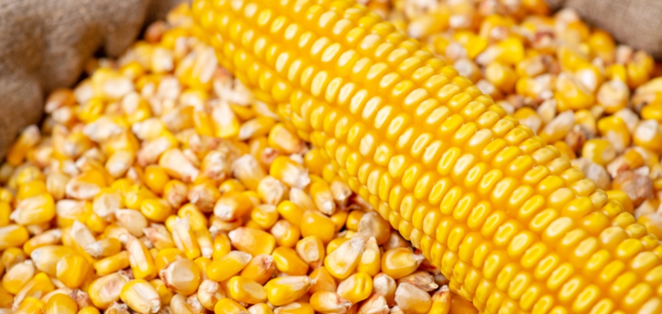 Exportaciones de maíz paraguayo no serían afectadas por mayor producción brasileña