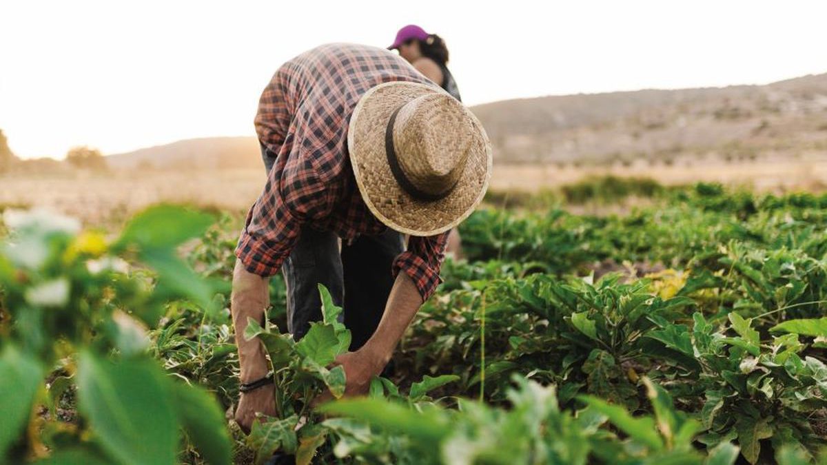 ARGENTINA: Producir más con menos: soluciones agrícolas para enfrentar los desafíos de la agricultura argentina