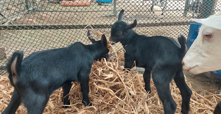 Expertos internacionales se reunirán en Perú durante la primera Convención Caprina