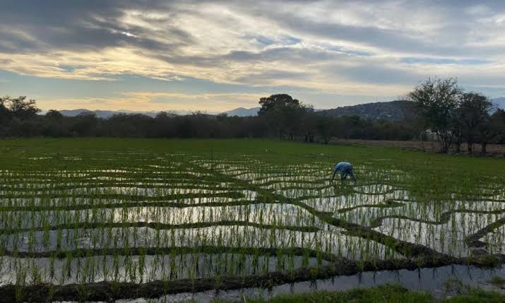 MEXICO; La falta de agua y apoyo gubernamental consumen el sector agrícola de Morelos.