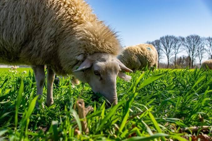 Uruguay hacia la agricultura sostenible