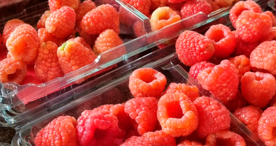 MÉXICO: Producción y exportaciones de berries mexicanas se recuperan tras dos años de caídas : Aneberries