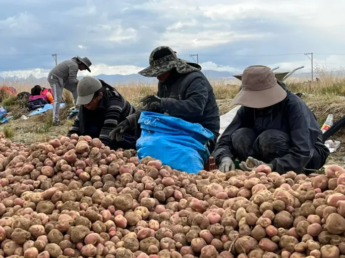 Bolivia destina 1.997 millones de bolivianos para fortalecer la producción agrícola en 2025