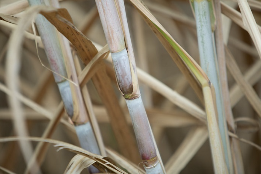 BRASIL: Para la CNA, Paten confirma el compromiso de la agricultura con la producción sostenible y bajas emisiones de carbono