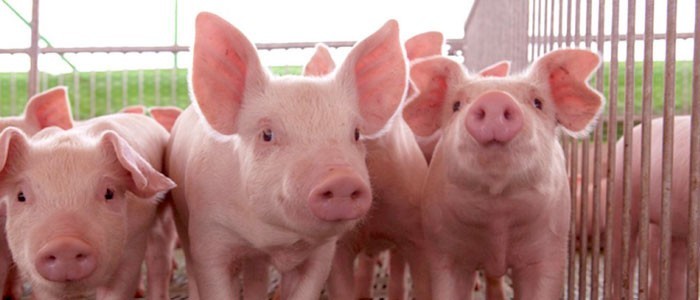 España coopera para implantar la clasificación de canales de porcino en Serbia