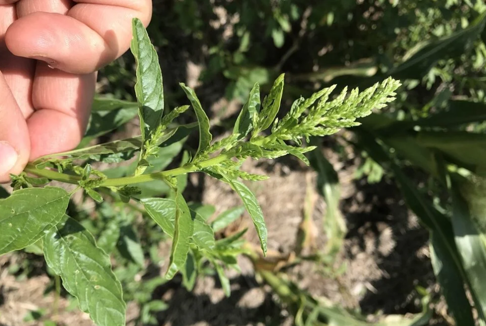 URUGUAY: INIA creó una guía para el manejo de amaranthus resistente.