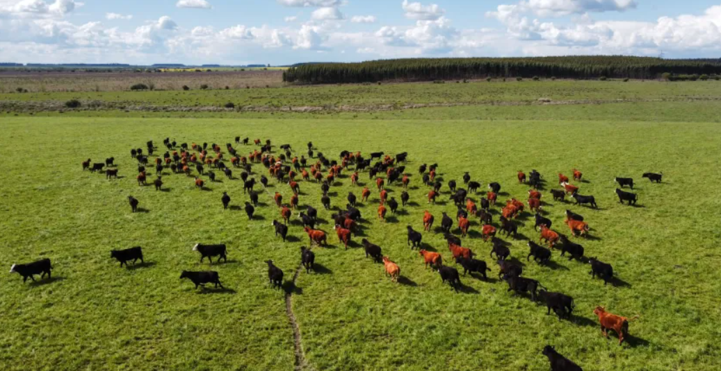 Las cadenas agroindustriales impulsan la recuperación económica en Uruguay