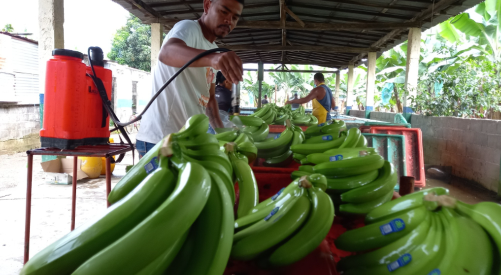 ECUADOR: Más de 1,2 millones de jóvenes en América Latina dejarían el sector agrícola para el 2030, según la Cepal 