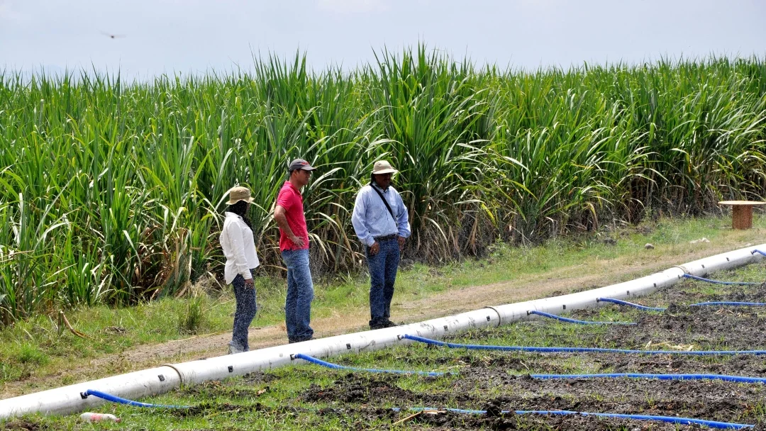 Brasil: El azúcar sin refinar amplía sus pérdidas por las apuestas para mejorar los suministros
