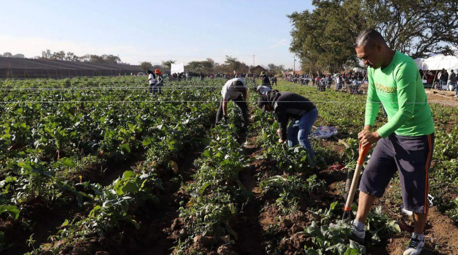 MÉXICO: Nuestro objetivo es ser autosuficientes en el campo: Sheinbaum