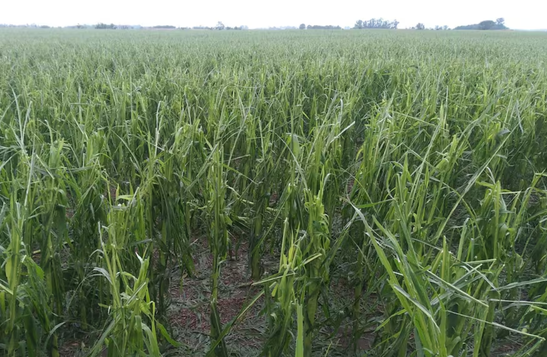 ARGENTINA: “No tiene salvación”: le cayó una granizada tremenda, perdió todos los cultivos e ironizó con tomarse un “buen vaso de vino”