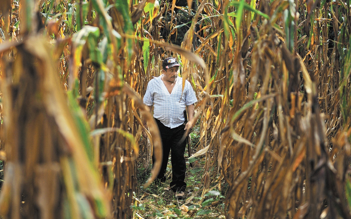 MÉXICO: Sube 198.8% las hectáreas siniestradas en el campo