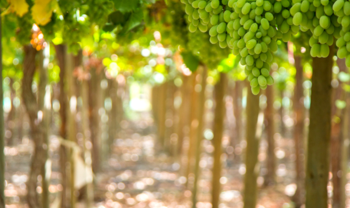 CHILE: El mapa global de la uva de mesa para la próxima temporada