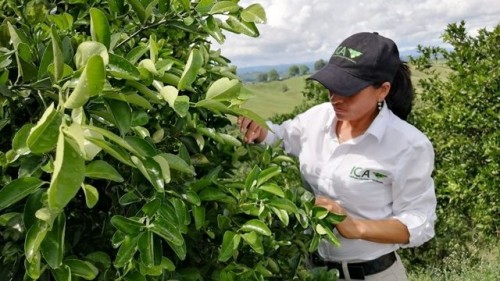 ICA amplía y refuerza las medidas fitosanitarias, ante la detección de la bacteria Xylella fastidiosa en algunas regiones de Colombia