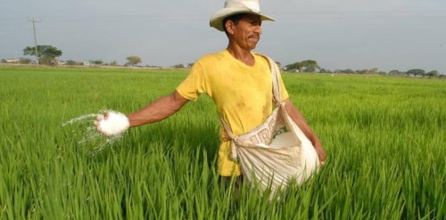 Ecuador se Posiciona entre los Mayores Productores de Arroz en América Latina