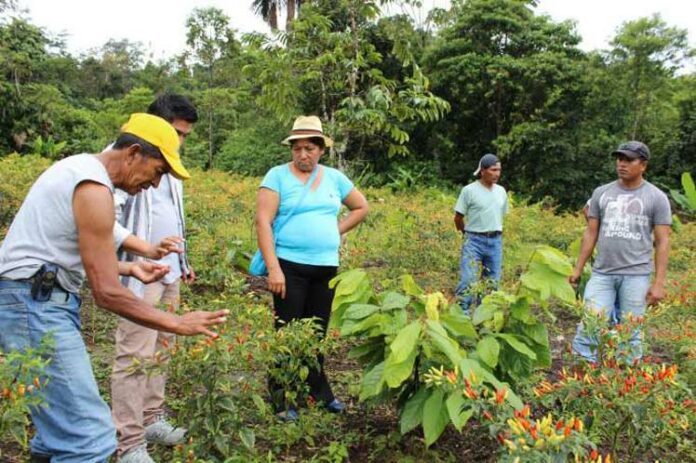 ECUADOR: Sequía e incendios en Ecuador impactan al sector agropecuario ¿Cuánto suman las pérdidas? 