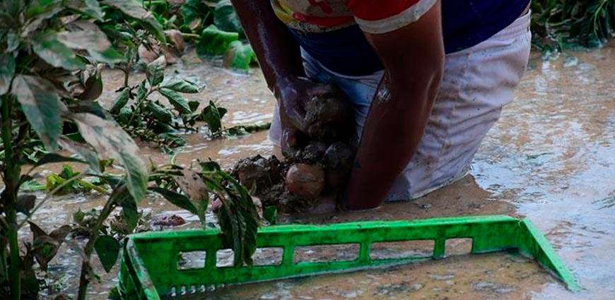 BOLIVIA: Lluvias caídas en Cochabamba afectan los cultivos de maíz, alfalfa y papa