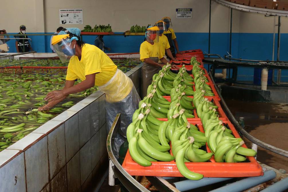 ECUADOR: Ecuador espera aplicar programa piloto para prevenir el Fusarium en el banano que afecta a otros países