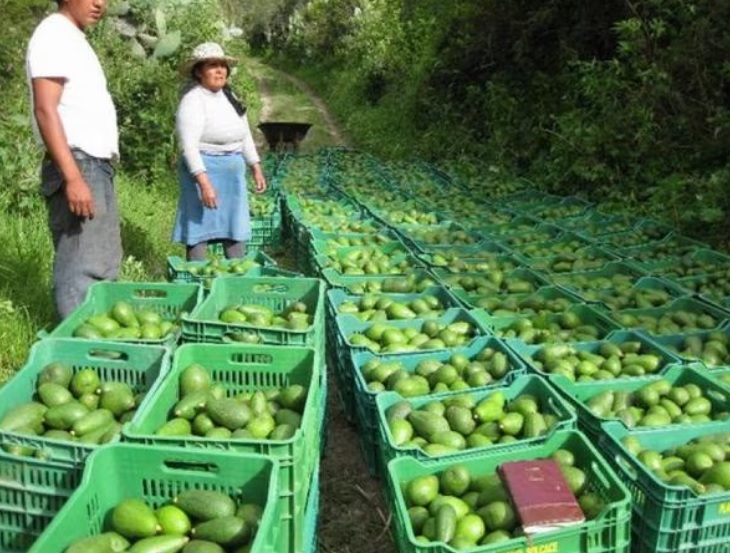 Problemas en la cosecha de paltas Hass en Perú abren paso a Colombia