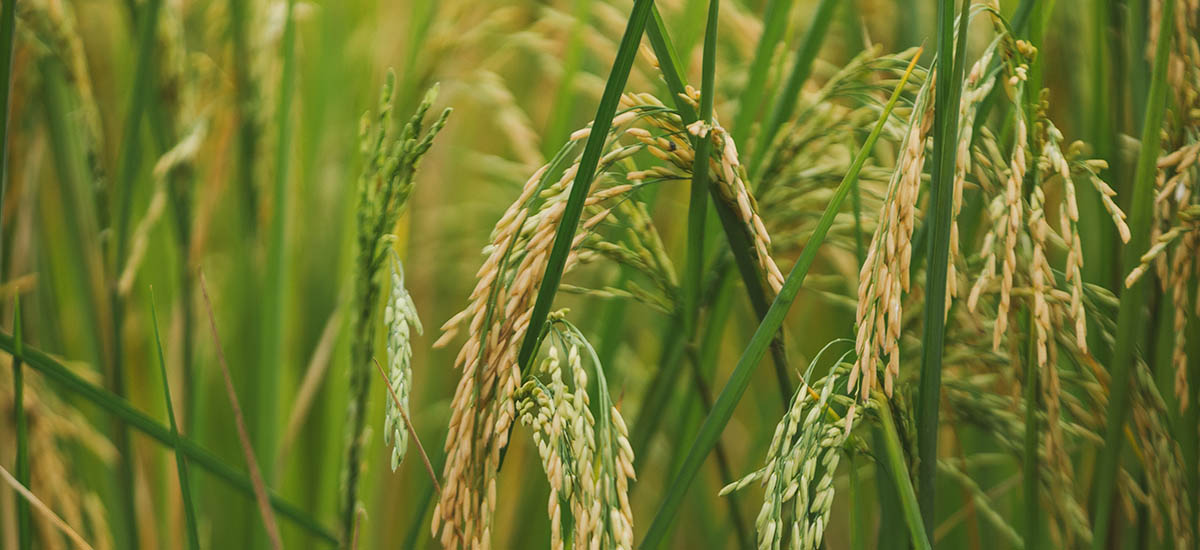 COLOMBIA: MinAgricultura monitorea áreas sembradas y almacenamiento de arroz para consolidar cifras reales de excedentes del cereal