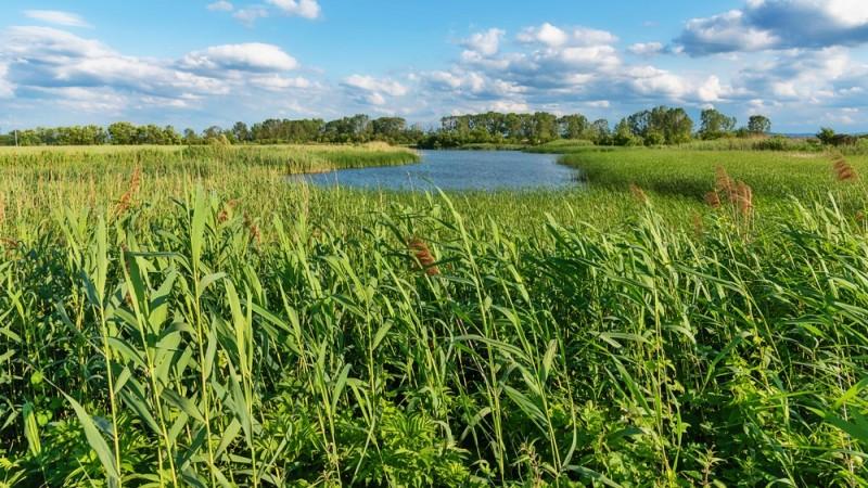 PERÚ: Aunque en algunas zonas persisten sequías, se consolidan mejores perspectivas climáticas para la producción en el cono sur