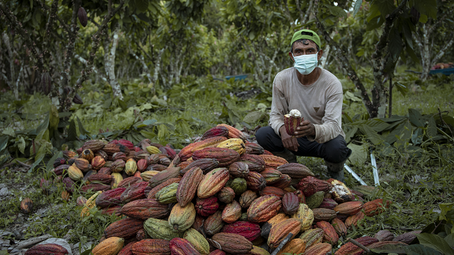 ECUADOR: Instituciones promueven la producción de cacao en Zapotillo
