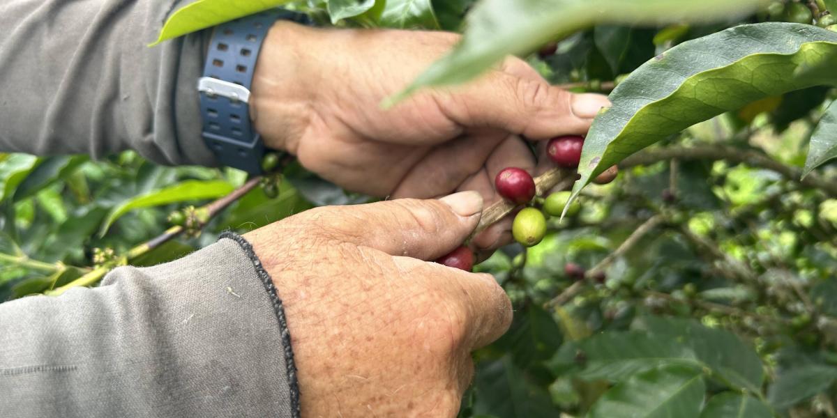 COLOMBIA: Luego de 16 meses, el precio interno del Café de Colombia alcanza su valor máximo en 2'085.000 pesos