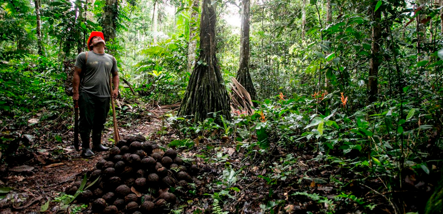 BOLIVIA: En Pando se reportan disputas por el acaparamiento de terrenos tributarios debido a la cosecha de castaña