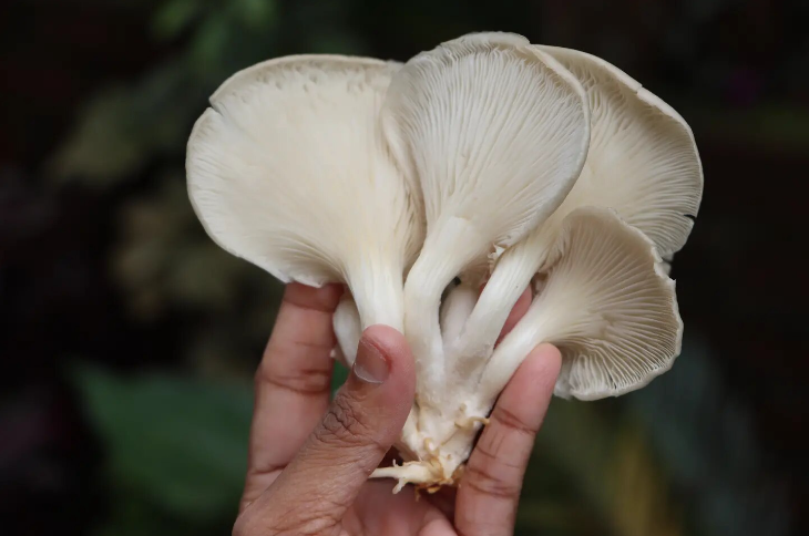 Desafíos y potencial en la industria de hongos en Colombia: ¿Por qué se frena su despegue en Pleno 'Boom'